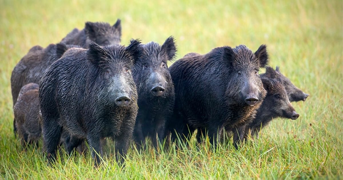 A herd of wild hogs was discovered to be the cause of a 59-year-old Texas w...