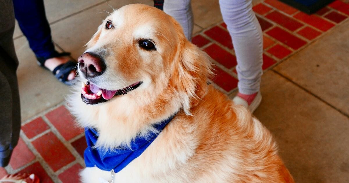 A file photo of a therapy dog.