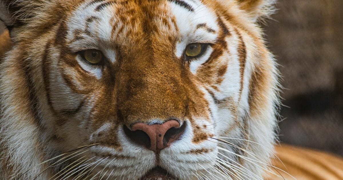 A tiger named Bala at Busch Gardens Tampa Bay died recently after an altercation with another tiger.