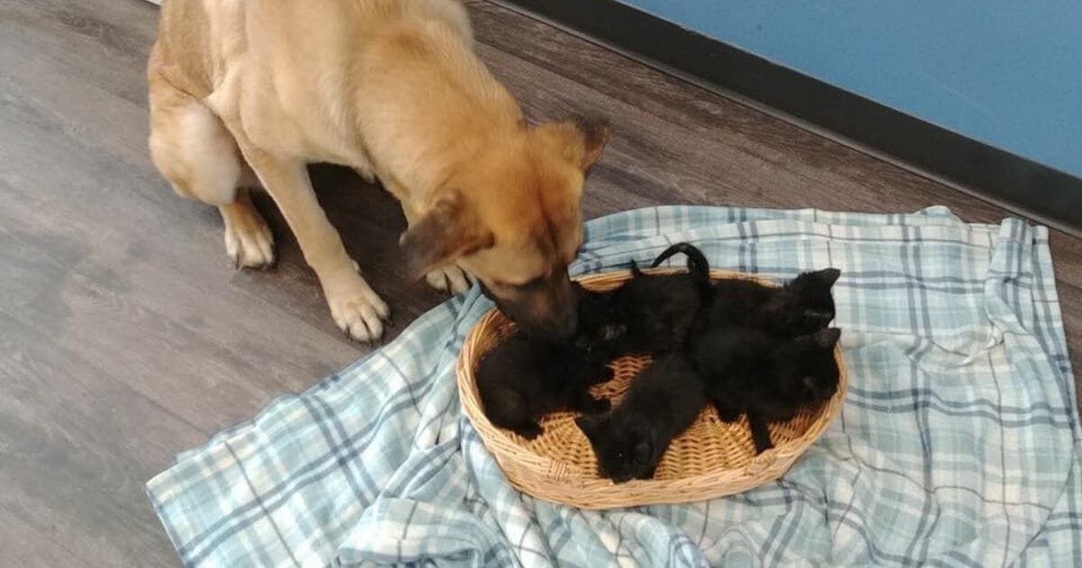 A stray dog named Serenity was found on an Ontario roadside sheltering five kittens and will now be put up for adoption by a local shelter.