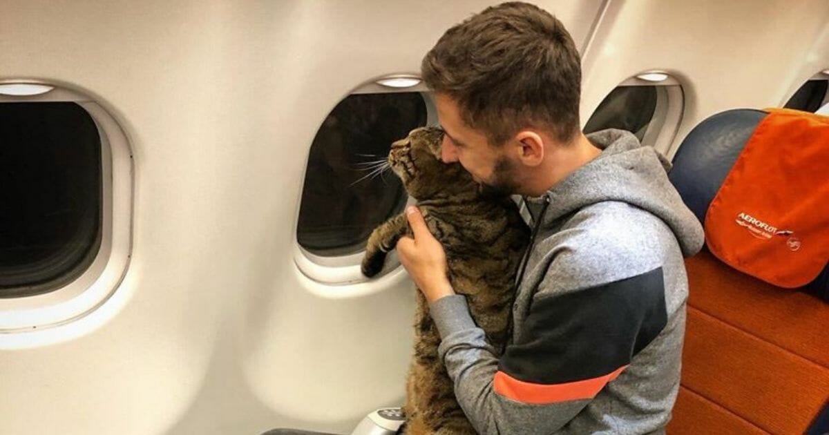 Cat on a plane