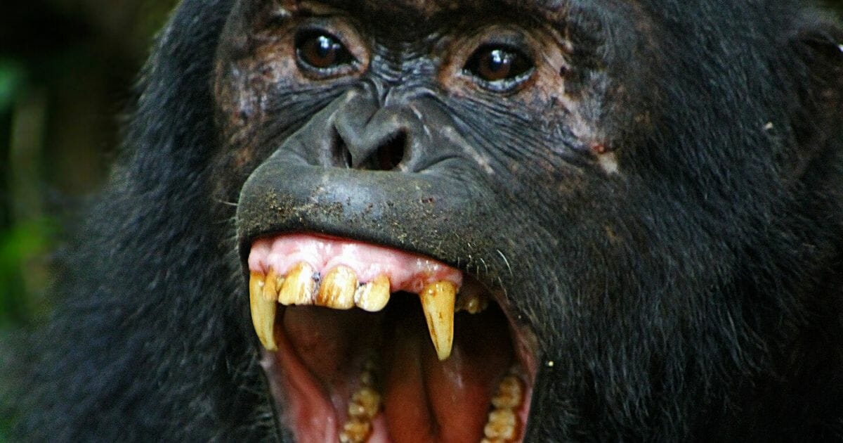 Chimpanzee in Kibale National Park, Uganda.