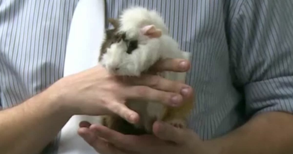 Two young women allegedly stole two guinea pigs from a pet store.