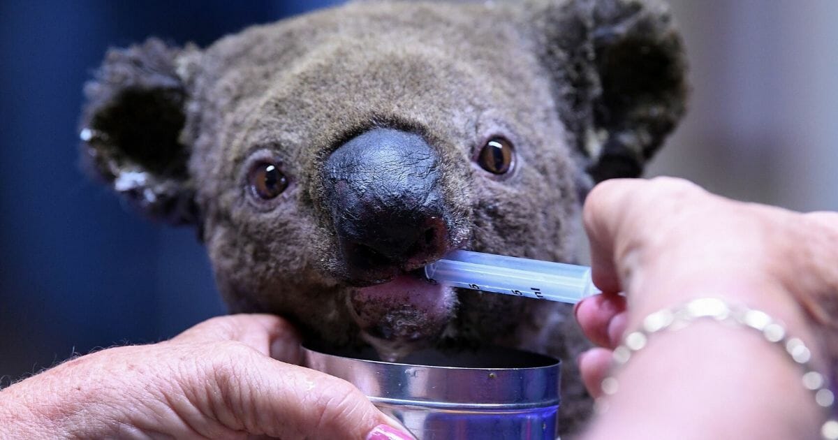 A dehydrated and injured Koala receives treatment at the Port Macquarie Koala Hospital in Port Macquarie on November 2, 2019, after its rescue from a bushfire that has ravaged an area of over 2,000 hectares.