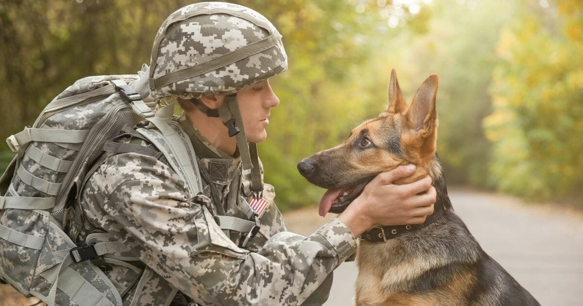 A stock photo of a member of the military standing next to a dog.
