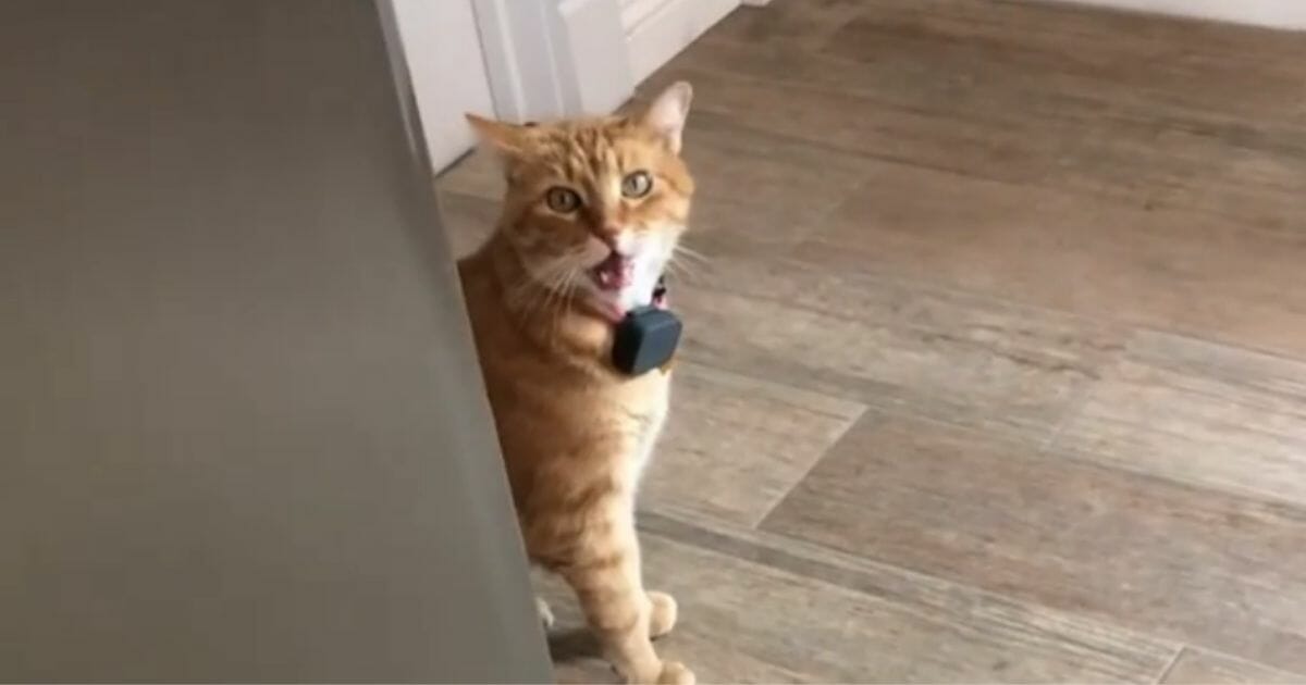 People are loving this friendly cat who sounds like he's saying "well hi!"