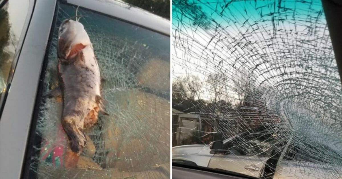 One woman was shocked when a bird dropped a catfish on her windshield, shattering it.