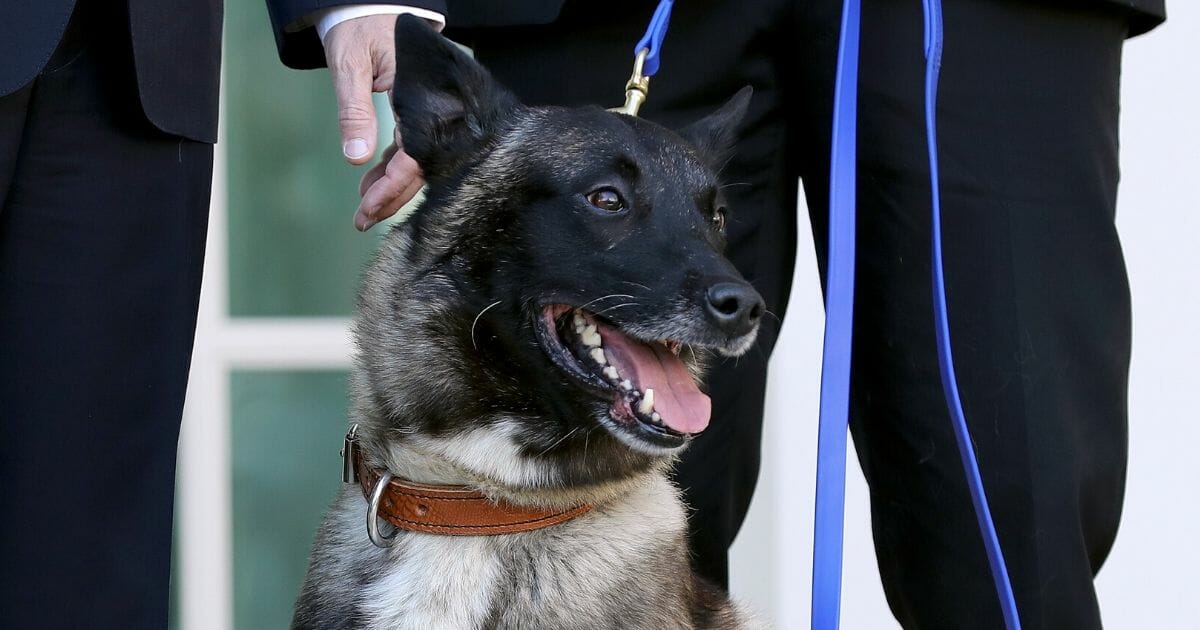 U.S. military K-9 Conan, the dog who assisted Special Forces soldiers in the raid that killed Islamic State leader Abu Bakr al-Baghdadi, poses for photographs on the Rose Garden colonnade at the White House on Nov. 25, 2019.