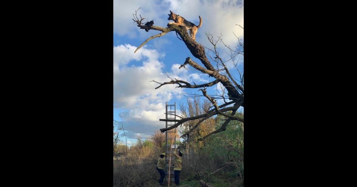 Dog stuck up in a tree