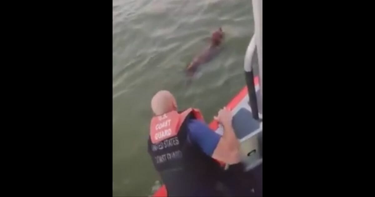 The U.S. Coast Guard was called out to rescue a dog that was swimming off Fort Meyers Beach.