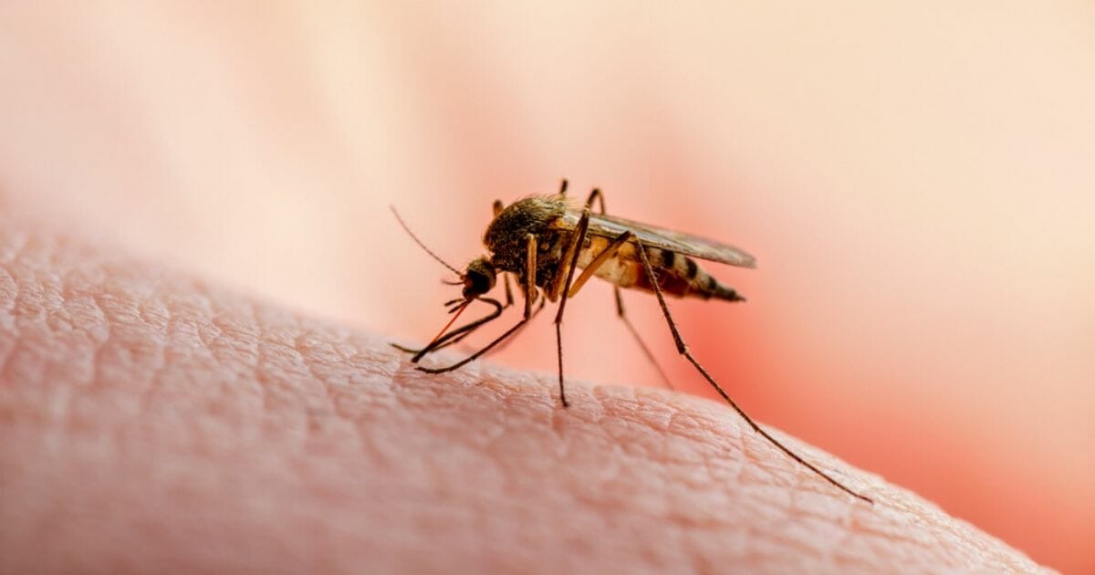 Mosquito on human skin.