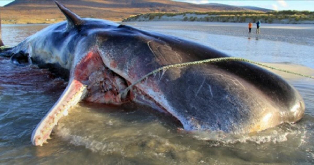 A 20-ton whale that died on a Scottish beach was found to have 220 pounds of debris in its stomach.