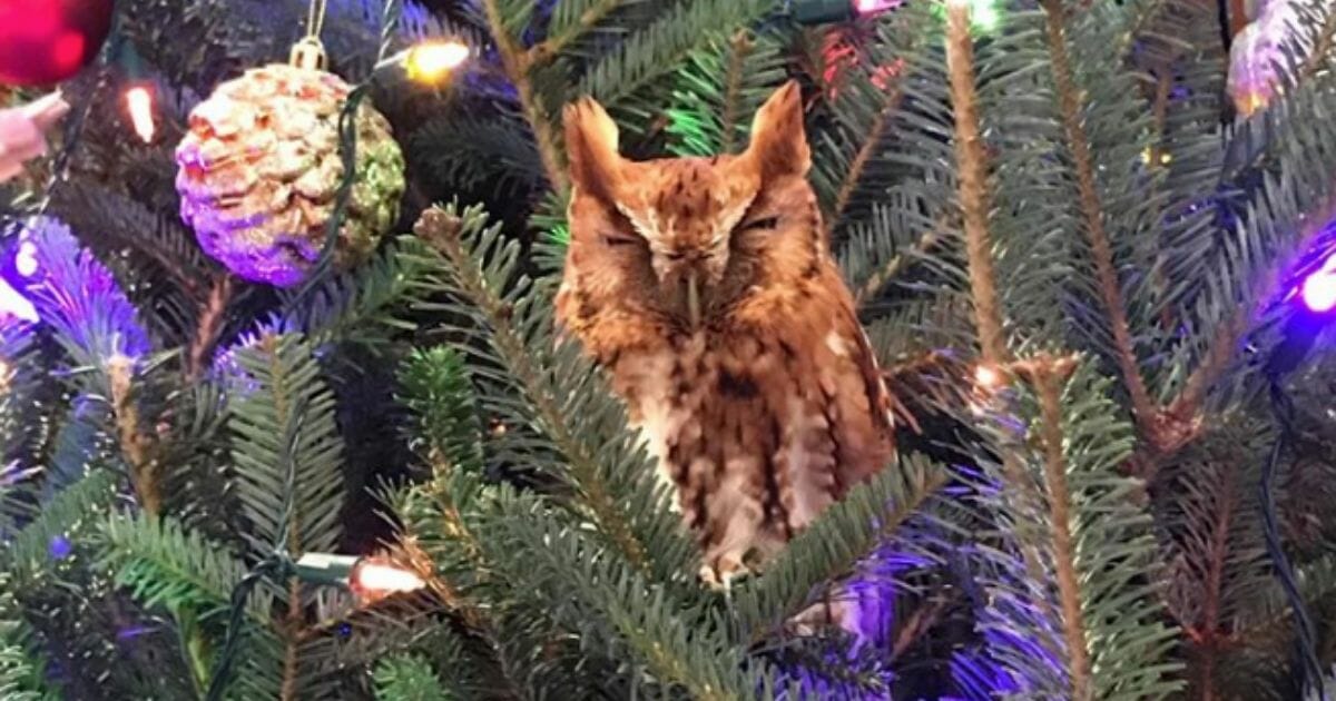 An Eastern screech owl is back in the wild after spending a good deal of the holiday season living in a Georgia family's Christmas tree.