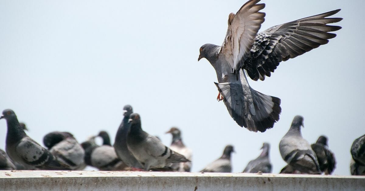 A group of pigeons. Recently, two pigeons wearing cowboy hats have been spotted in Las Vegas.