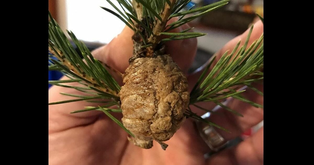 Ohio's Erie County warned residents in a public service announcement Tuesday to check their Christmas trees for a "walnut sized" mass that actually contains hundreds of praying mantis eggs.