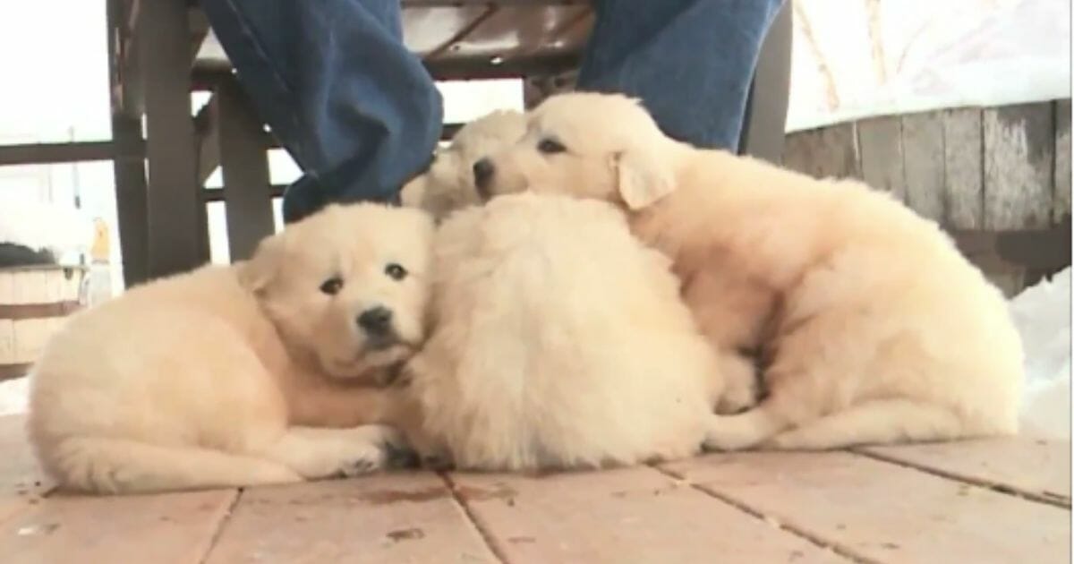 Three Great Pyrenees puppies found trying to survive inside a sheep carcass were rescued from a snowy mountaintop in Utah thanks to a pair of snowmobilers.