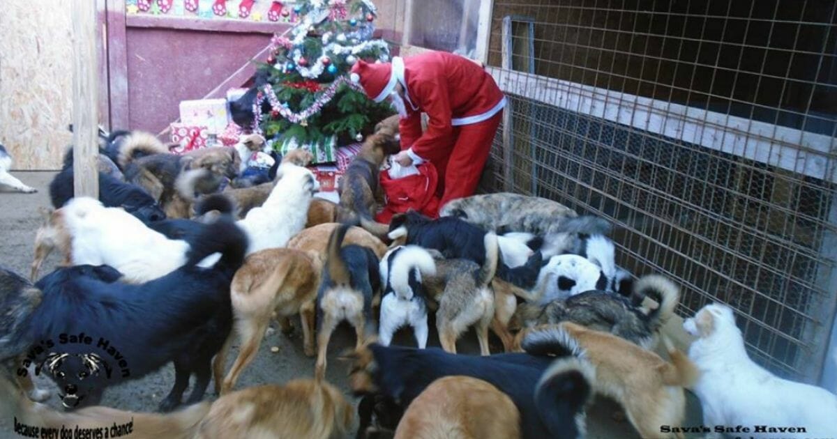 Every year, Santa brings these shelter dogs Christmas presents -- and you can help.
