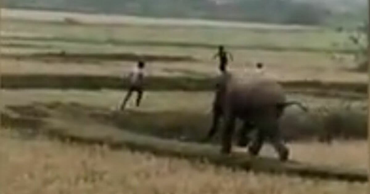 An elephant chases an Indian villager after being attacked.