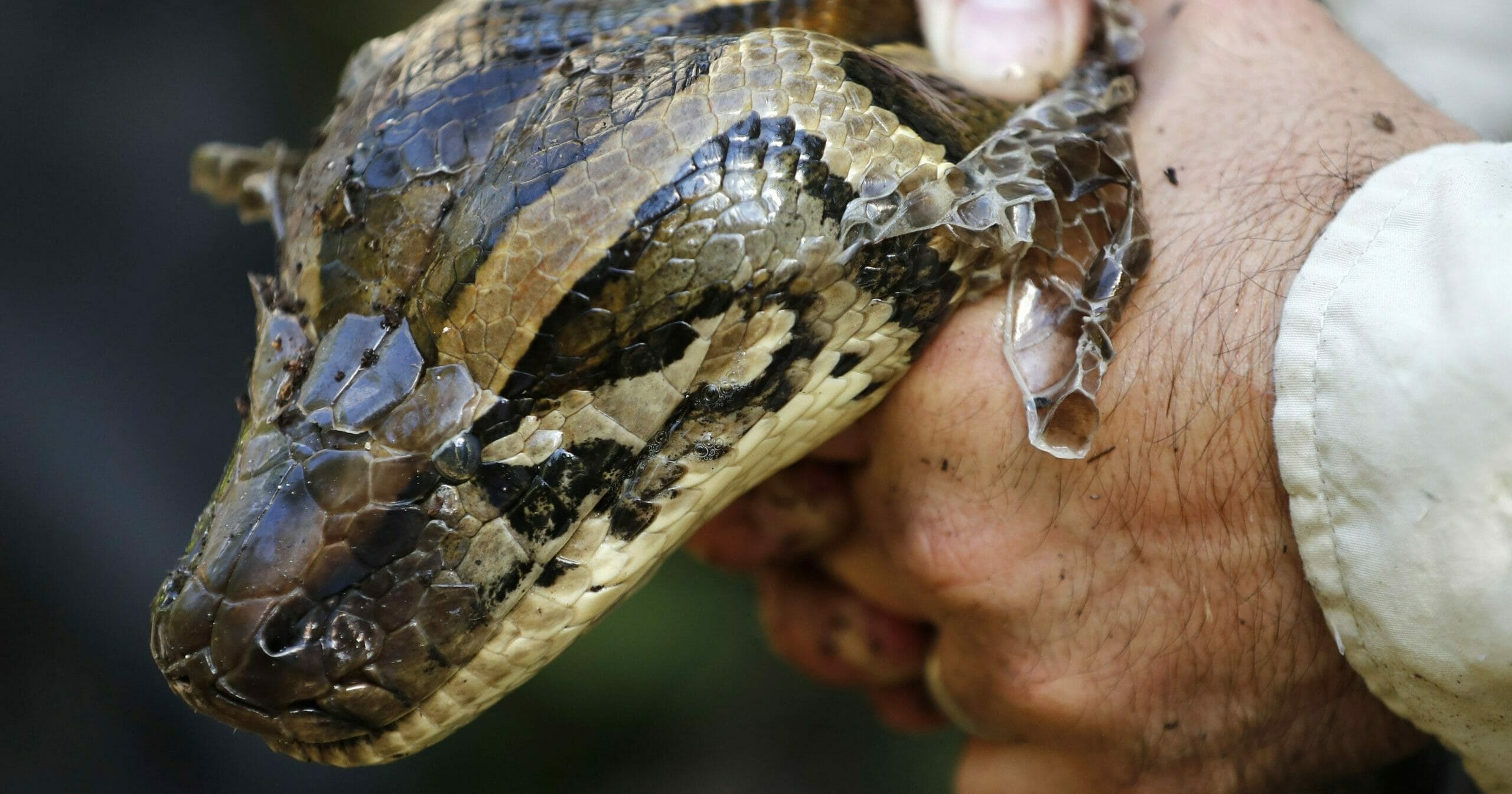 A 14-foot, 95-pound, female Burmese python is held tightly by wildlife biologist Ian Bartoszek after he captured it in Naples, Florida, on Oct. 23, 2019.