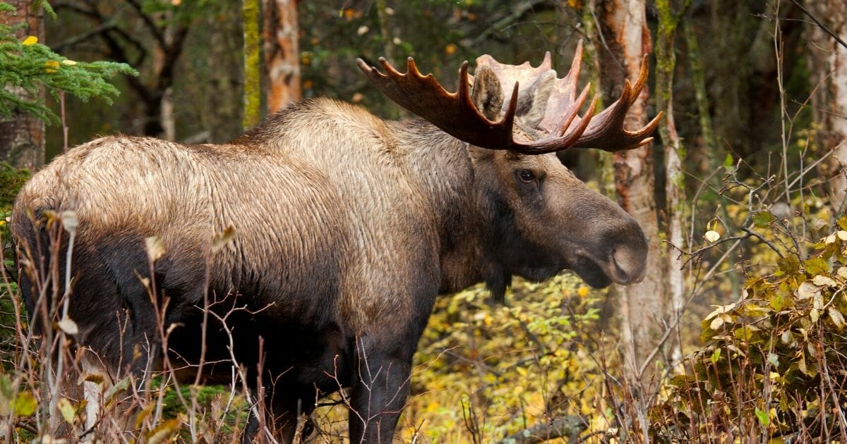 A stock photo of a bull moose is seen above.