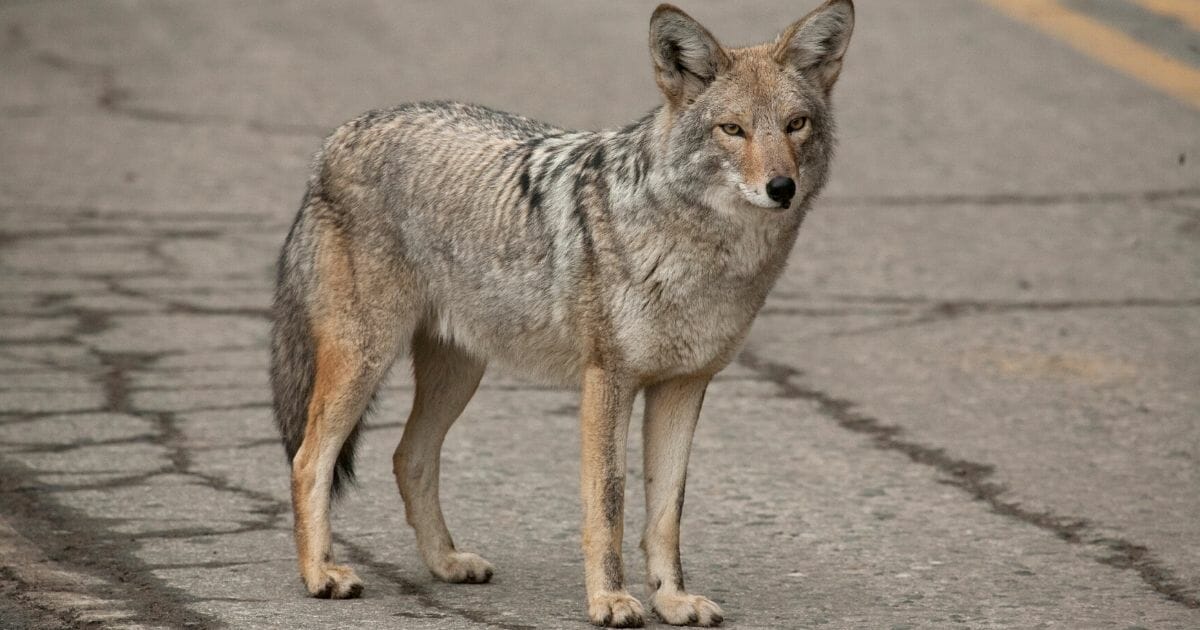 A coyote crossing a street. In Kensington, New Hampshire, a string of attacks by a coyote ended when a protective father strangled the animal to death.