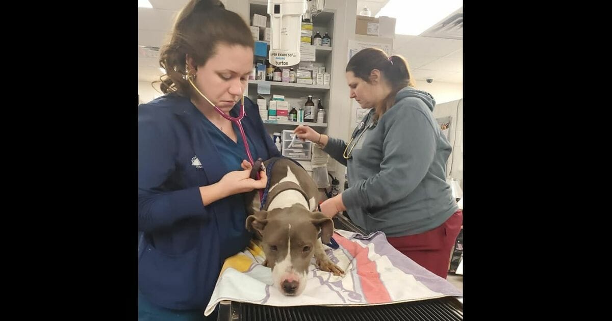 A pit bull named Miracle is alive after a house explosion in Detroit, Michigan left her buried underneath a heavy pile of debris.