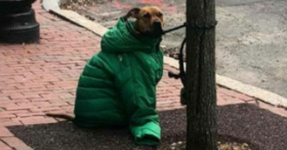 Hearts were thawed on a cold day in the Boston area after witnessing a dog owner take off her winter coat and zip it securely around her shivering dog.