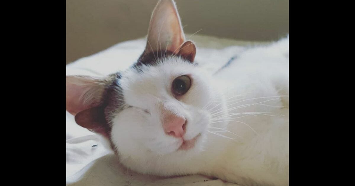 This cat has four ears, one eye, an overbite and a very unusual name.