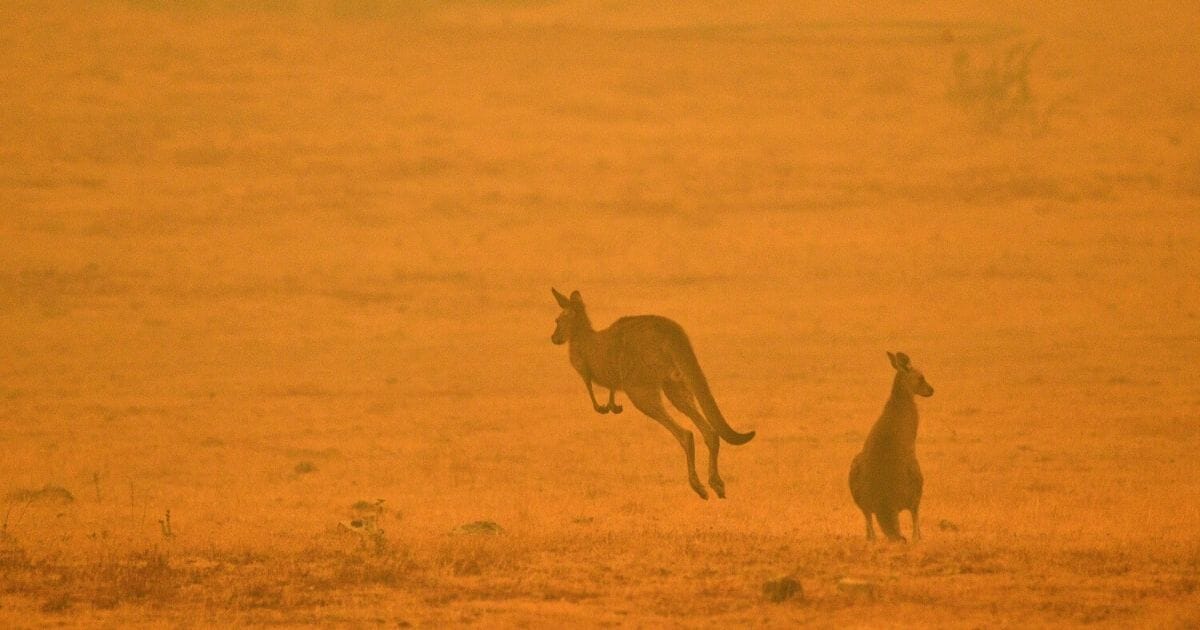 A kangaroo jumps in a field amid smoke from a brushfire on the outskirts of Cooma, Australia, on January 4, 2020.