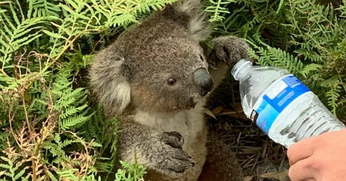 Koala Water
