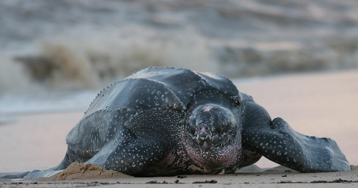 A leatherback sea turtle crawls up the beach to nest.
