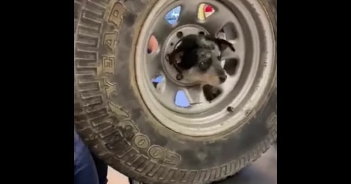 Pup in Wheel