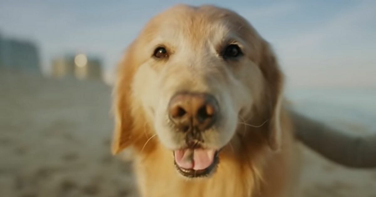 When the university medical school saved the dog given a 1% chance of survival, the pup's grateful owner made a Super Bowl ad featuring the veterinarian team.
