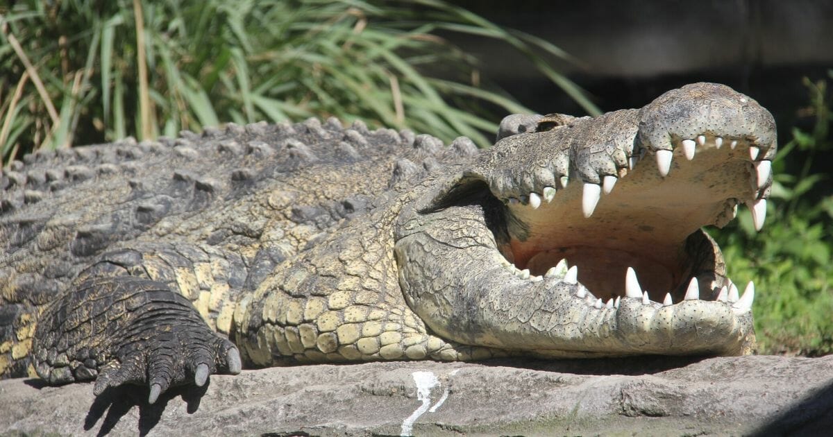 A stock photo of an alligator.
