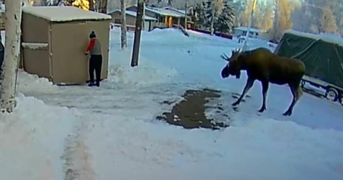 An Alaskan moose approaching a resident of the state.