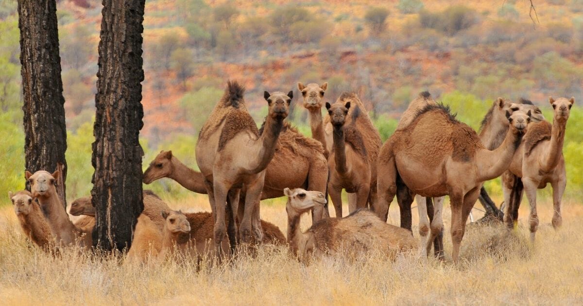 A herd of wild camels is seen in the Australian Outback.