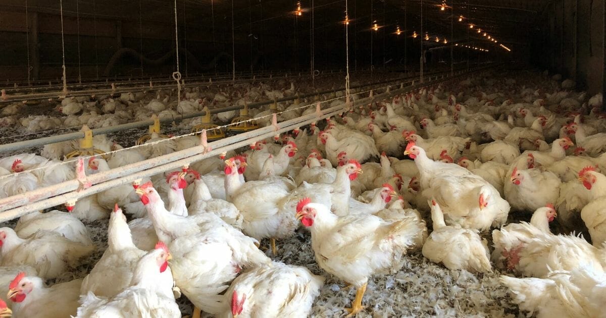 A chicken farm in Texas.