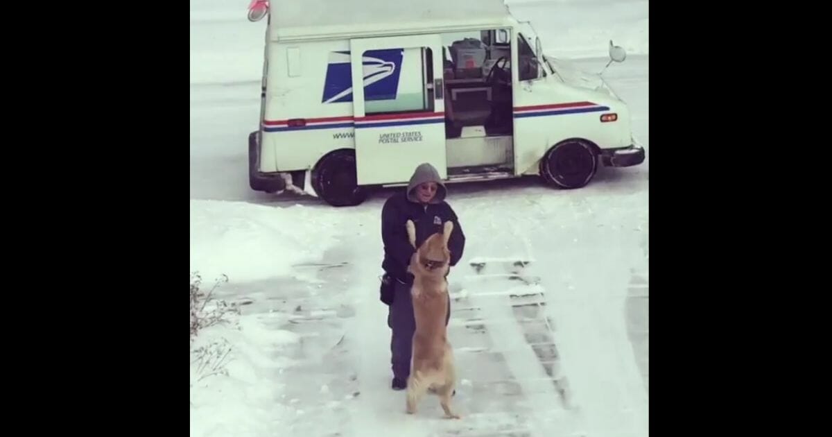 Moose, a 1-and-a-half-year-old Golden Retriever, has a special affection for the neighborhood mailman, a meeting that was love at first sight for both.