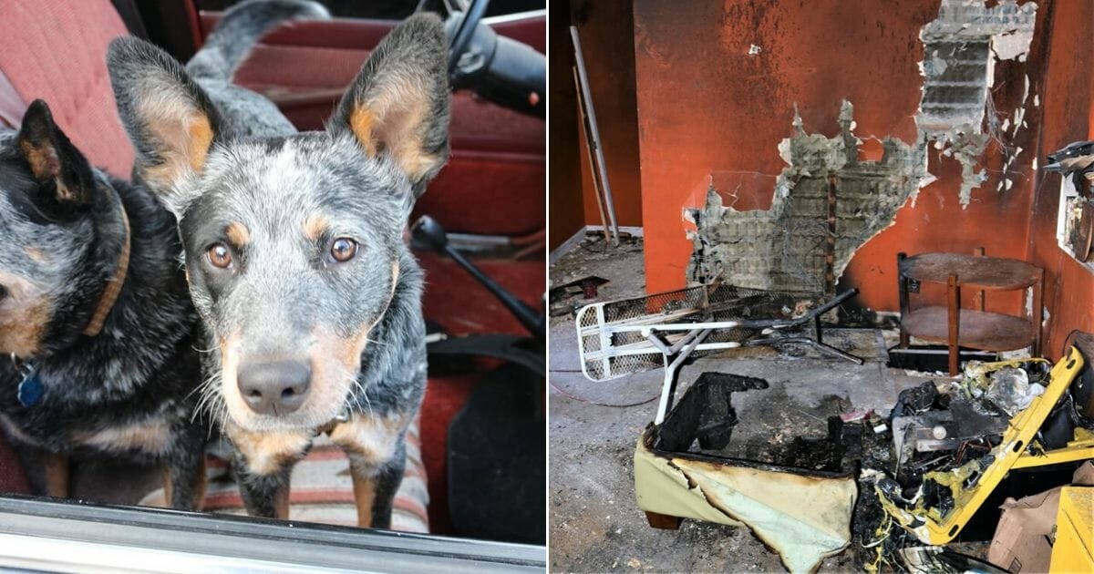 A 9-month-old puppy is responsible for accidentally starting a fire that damaged a home in Los Alamos County, New Mexico, last month.