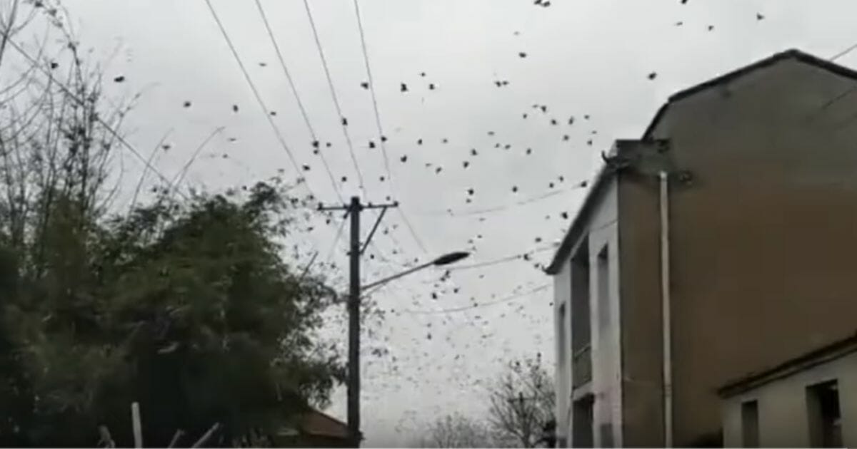A swarm of crow is reportedly seen near Wuhan, China.