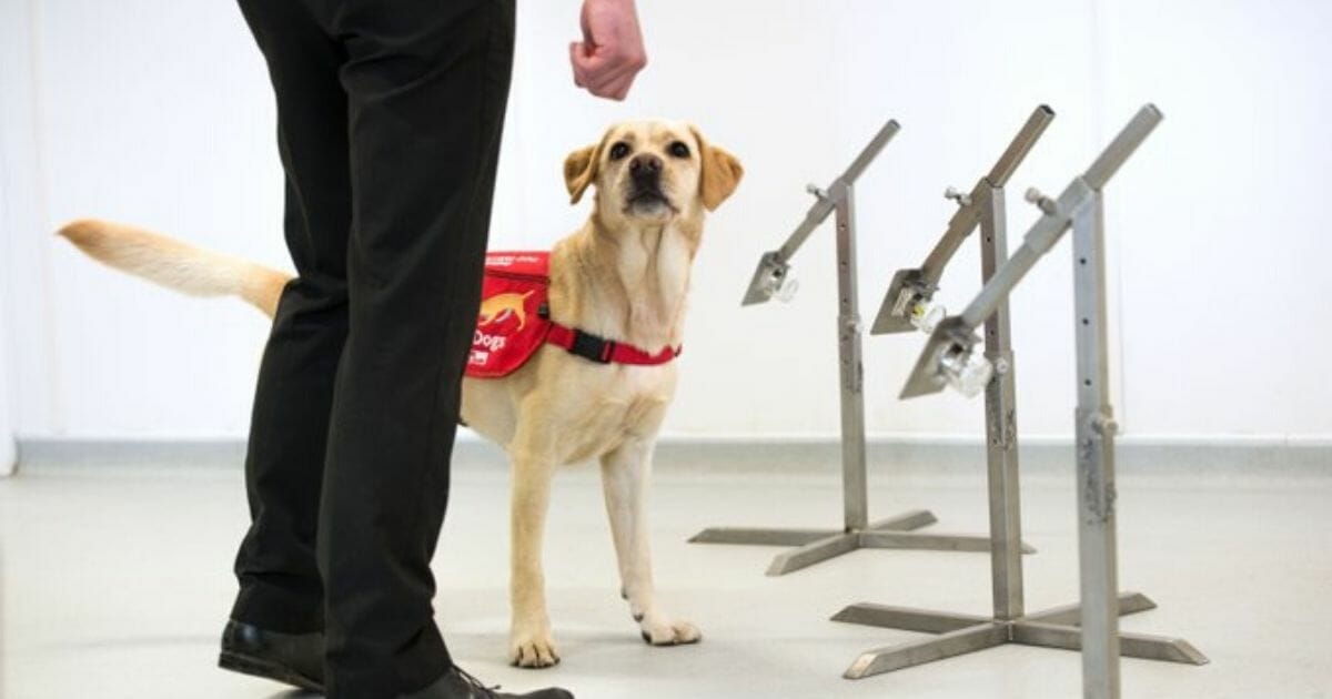 In its test to determine whether dogs can sniff out the coronavirus, the group will work with the London School of Hygiene and Tropical Medicine and Durham University in northeast England.
