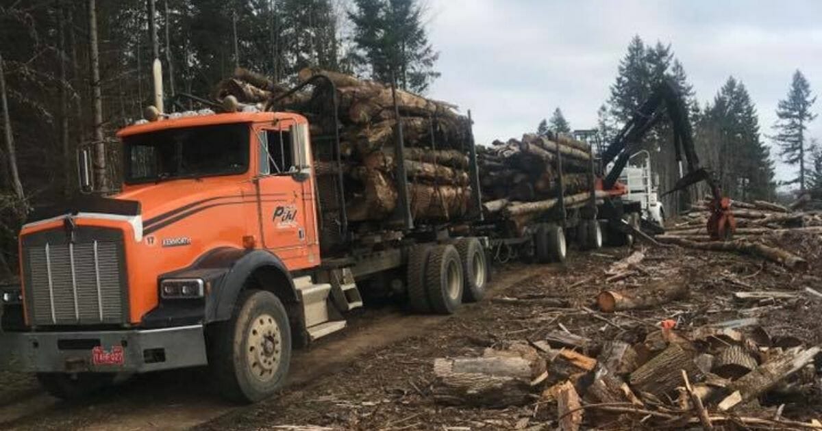 Logging trucks loaded down with fresh, raw material.