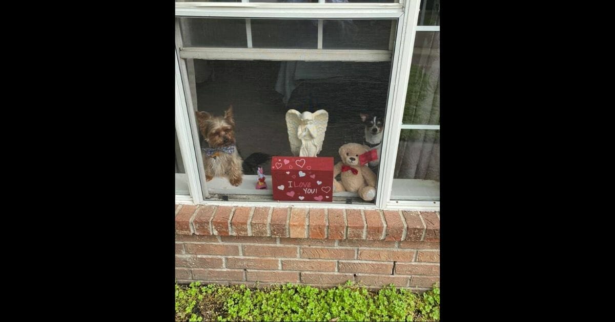 Residents of Iowa, Tennessee and Texas towns are setting up teddy bears in their windows as part of neighborhood “bear hunts” for families looking to get out of the house.