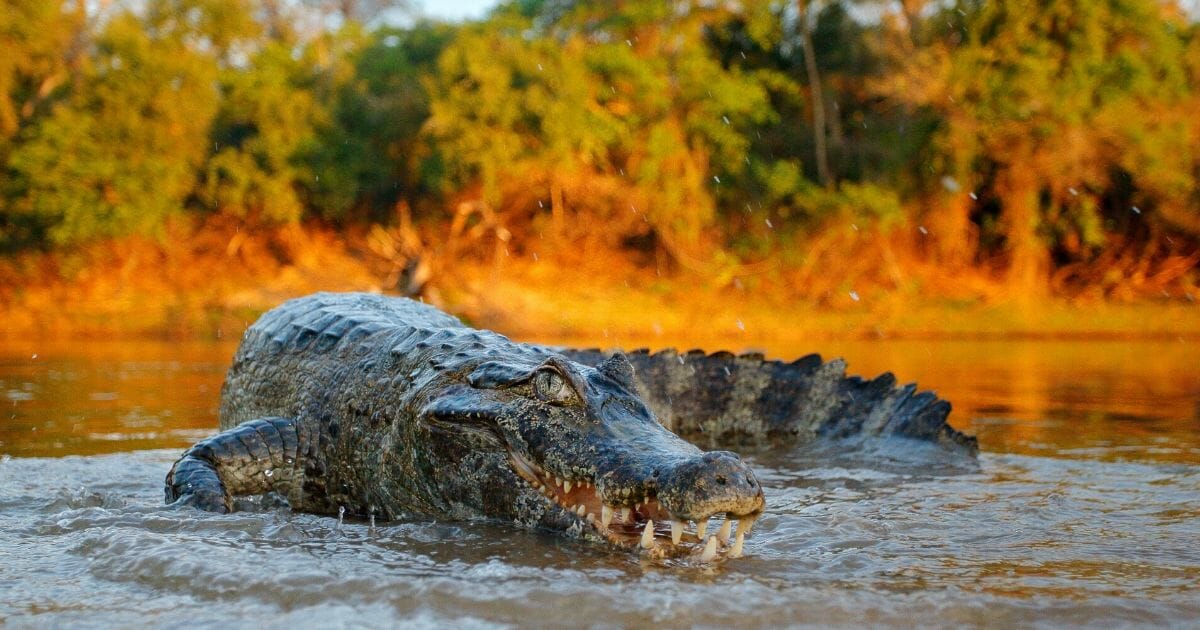 A crocodile in a river in the evening in Bolivia.