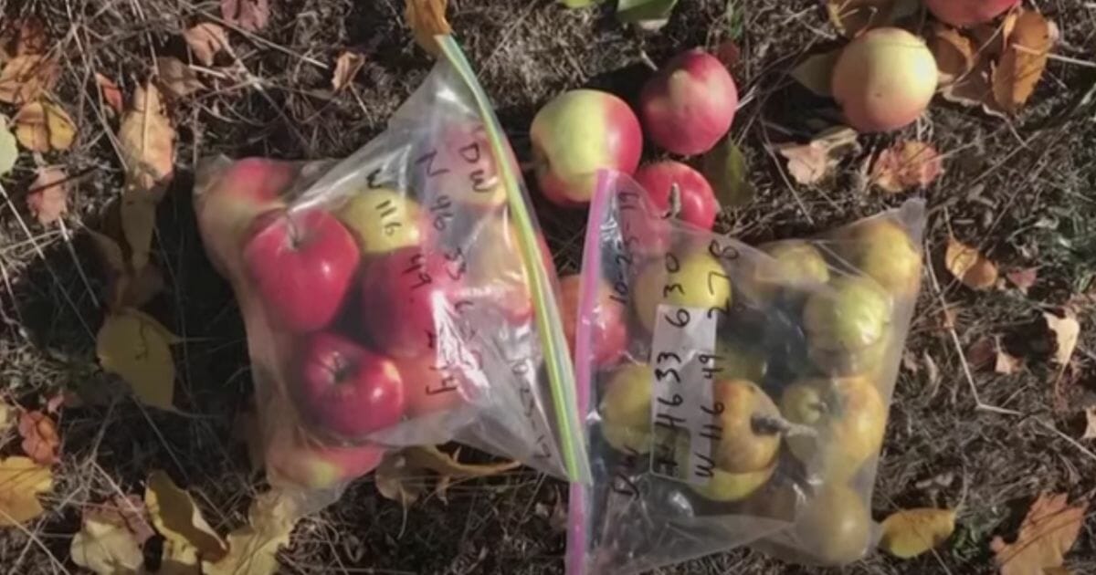 During this year's search through the forgotten pioneer orchards of the Pacific Northwest plains, the organization discovered 10 types of apples that they believed to be extinct.