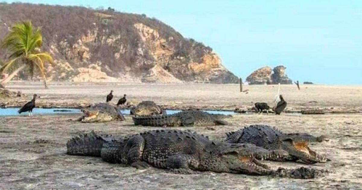 Crocodiles lie on the lagoon beach at La Ventanilla in Oaxaca, Mexico.