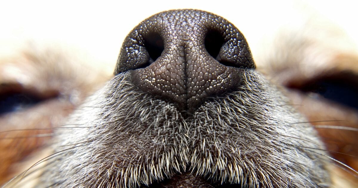 Dog Nose