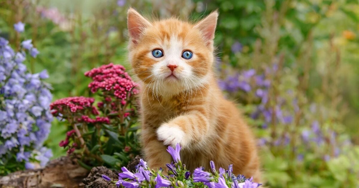 A kitten is seen in the stock image above.
