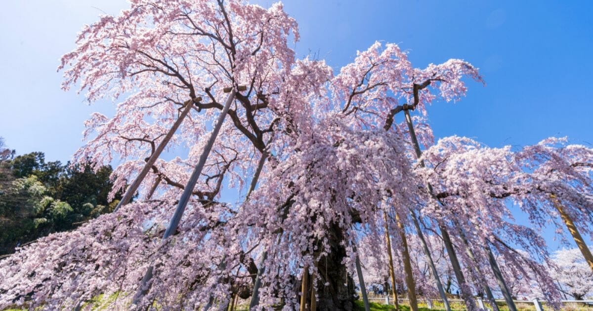 Miharu Takizakura, a 1,000-year-old cherry blossom tree, is seen in the countryside of Koriyama, Fukushima, Japan, in the stock image above.