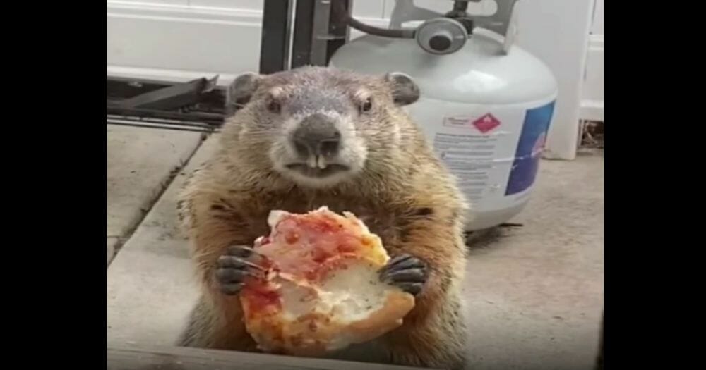 Pizza Groundhog